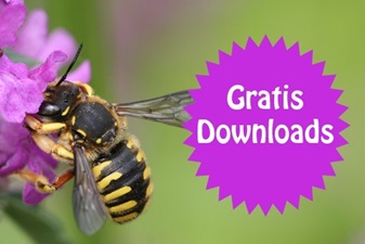 Gratis lespakket Wilde bijen