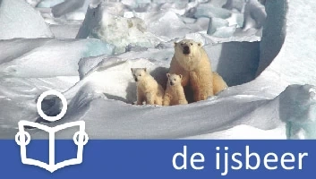 IJsbeer
