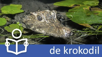 Krokodil