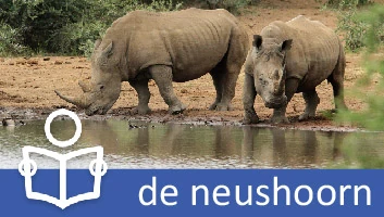 Neushoorn
