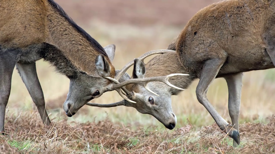 Thema 1: Welkom in de natuur
