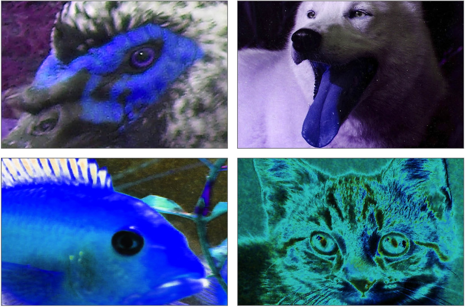 In de ban van de Blauwbil Gorgel 2 van 3