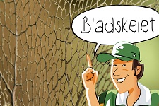 Bladskelet: Bladeren bewonderen | groep 3-8