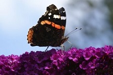 Buiten vlinders kijken