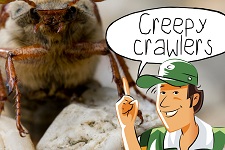 Creepy Crawlers: Kriebeldiertjes kijken | groep 1-8