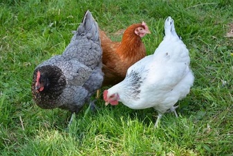 Dieren op je bord (lesprogramma over vleesconsumptie)
