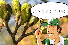 Knappe knoppen: Knoppen kijken | groep 6-8