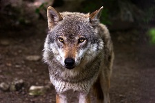 Hallo Wolf