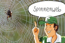 Spinnenweb | groep 5-8
