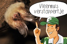 Vleermuis verstoppertje | groep 3-8