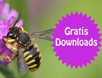Wilde bijen - De Speurzoekers
