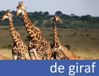 DierenPlacemats vol leesplezier - Wildlands
