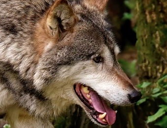 Oog in oog met de grote, boze wolf