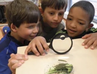 Vlinders in de klas
