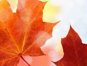 Nieuwsbrief oktober 2026 (herfst)